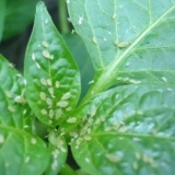 Kako preraditi patlidžan od lisnih uši